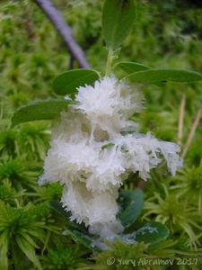 Symphytocarpus_trechisporus_AYV_20080817_03.jpg