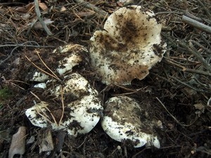 Подгруздок чёрный Russula adusta (15).JPG