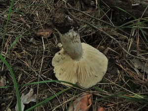 Подгруздок чёрный Russula adusta (7).JPG