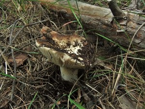 Подгруздок чёрный Russula adusta (13).JPG