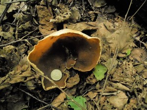 DSCN0792 (2).JPG