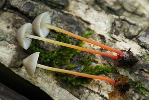 Mycena crocata_PSA_20160926-02.jpg