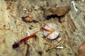 Mycena crocata_PSA_20150912-03.jpg