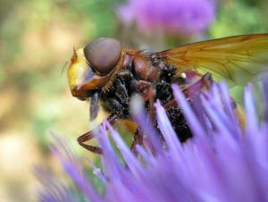 Журчалка - Volucella zonaria3.JPG