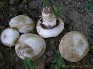 Agaricus_bitorquis_AYV_20100530_01.jpg