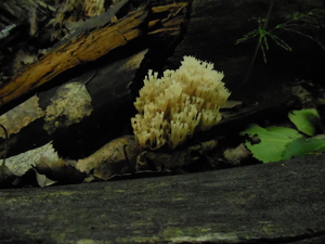 DSCN0794.JPG