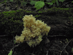 DSCN0803.JPG