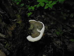 DSCN0807.JPG
