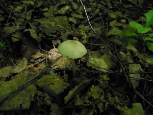DSCN0814.JPG