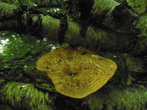 DSCN0824.JPG