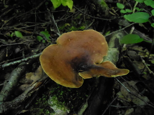 DSCN0846.JPG