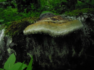 DSCN0852.JPG