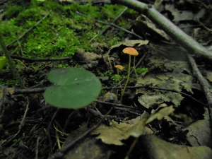 DSCN0855.JPG