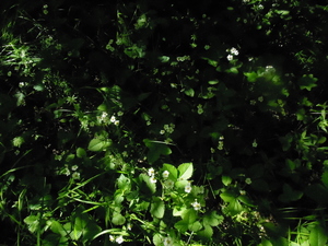 DSCN0865.JPG