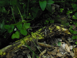 DSCN0869.JPG