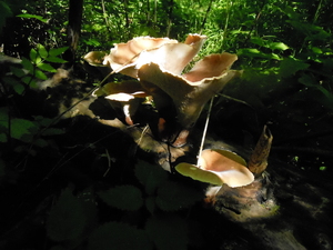DSCN0871.JPG