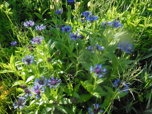 DSCN0877.JPG