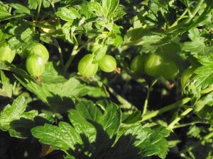 DSCN0886.JPG