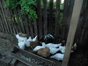 DSCN0906.JPG