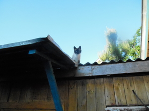 DSCN0907.JPG