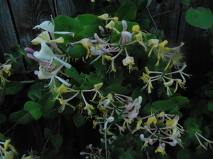 DSCN0928.JPG