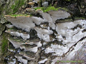 Oxyporus_populinus_AYV_20061210_01.jpg