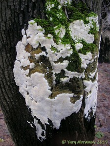 Oxyporus_populinus_AYV_20070111_01.jpg