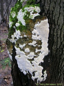 Oxyporus_populinus_AYV_20070111_02.jpg