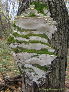 Oxyporus_populinus_AYV_20111017_02.jpg