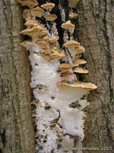 Oxyporus_populinus_AYV_20111017_03.jpg