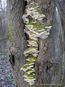 Oxyporus_populinus_AYV_20121111.jpg