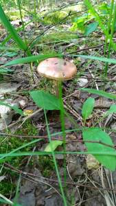 P_20170630_135255_vHDR_Auto.jpg