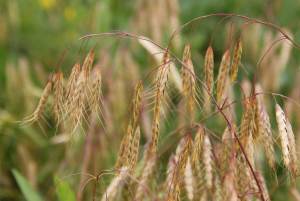 Bromus.jpg