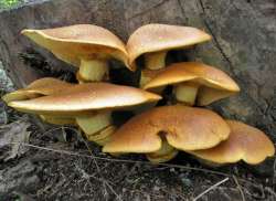 Gumnopilus_junonius_OK_20060916-2.thumb.jpg.7f440ba03c282035e5eaf175e0367def.jpg