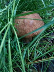 IMG_20170704_112445.jpg