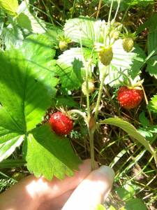 IMG_20170707_131412.jpg
