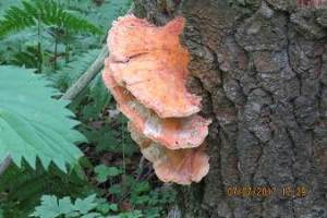 IMG_4987.JPG