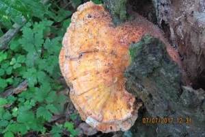 IMG_4996.JPG