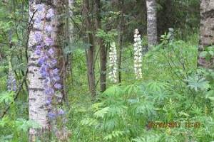 IMG_5012.JPG