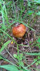 P_20170722_112929_vHDR_On.thumb.jpg.ee29e19bfa17335cf8f1c039b48ef8c3.jpg