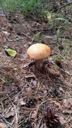 P_20170722_120318_vHDR_On.thumb.jpg.b2b82adcc3b1bb832575634b4d8ad665.jpg