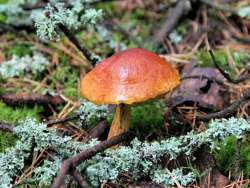 Aureoboletus_projectellus_OVG_20170728_01.jpg