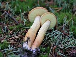 Aureoboletus_projectellus_OVG_20170728_07.jpg