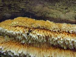 IMG_1966.thumb.JPG.6b9a30d3491a0a8ad9a047cde0150d88.JPG