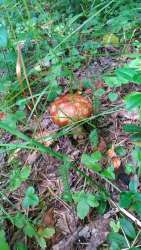 P_20170806_103641_vHDR_On.thumb.jpg.be4520490381ae6383eb43e032c35eb2.jpg