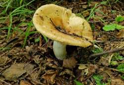 Russula_laurocerasi_ESV_20170717-02.thumb.jpg.44db53f0e914e080d8365a56d70ad0ea.jpg