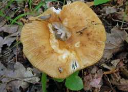 Russula_laurocerasi_ESV_20170802-07.thumb.jpg.617418b789040b20fdef8aa67a68f7d7.jpg