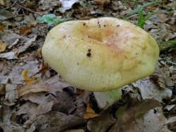 Russula_laurocerasi_ESV_20170802-10.thumb.jpg.045cb47848a6cde5497a45e83f86ea3a.jpg