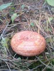 CAM02391.jpg