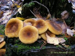 Hygrophoropsis_rufa_AYV_20091023_02.jpg